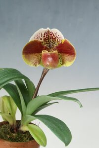 洋蘭 パフィオ TA11885 TB17-156 Paph. (Khai Carillon 