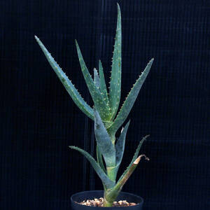 【温室整理SALE】原種アロエ不明種[E] Aloe sp. シャープな樹形のスタイリッシュな種 ∂∂∂