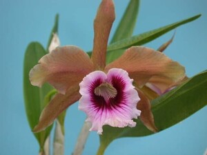 T♪洋蘭　 Cattleya tenbrosa x sib(