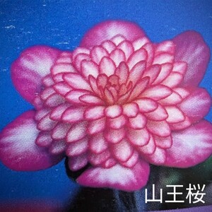 山野草　雪割草　「山王桜」大小２芽品　千重咲　原種　硬質丸プラロングポット植え。