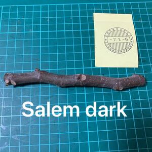 Salem dark穂木　 いちじく穂木 イチジク穂木