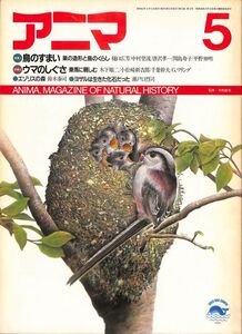 （月刊誌）　アニマ（野生からの声）　1987 年5月（175号）　特集他：　鳥のすまい・巣の造形と鳥のくらし、エゾリスの森　平凡社