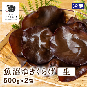 送料無料 新潟県産 南魚沼市 ぷりぷり食感 魚沼ゆきくらげ 生500g×2袋セット 冷蔵 国産 生きくらげ キクラゲ