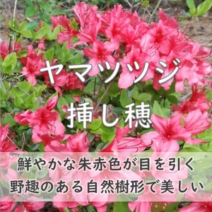 送料無料★山野木◆自生 ヤマツツジ 挿し木用の挿し穂 10本 カット苗 鮮やかな朱赤色 ガーデニング 花苗 苗木 庭木 植樹 緑化 園芸 山躑躅