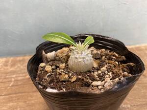 A5.パキポディウム エニグマチカム Pachypodium enigmaticum 即日発送！