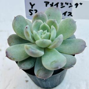 Y53 アメイジンググレイス エケベリア 多肉植物