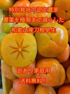 [送料無料/200g大玉厳選保証！］減農薬特別栽培のたねなし柿/訳アリ/7kg［和歌山県かつらぎ産］