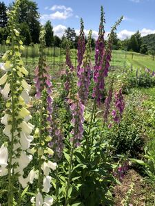 花種　ジギタリスMIX クリーム　ピンク　濃いピンク　宿根　多年草　北海道より