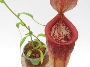 N.singalana × tentaculata BE-3988 2.5号【現品限り】ネペンテス 食虫植物_16877