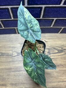 【veil plants】アロカシア　ドラゴンスケール　斑入りAlocasia Dragon Scale variegata レア！ タイ直輸入ハイクオリティ株