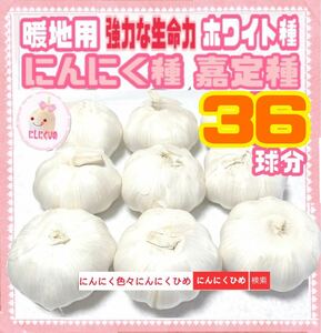 36球分　即日発送　種ニンニク　暖地用ホワイト種　食用兼用　にんにくひめ