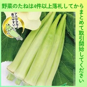 4件以上落札◆オクラ種◆白い丸莢オクラ20粒◆固定種 白オクラ 丸オクラ 白丸おくら