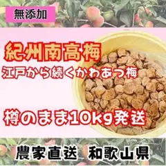 限定！ 紀州南高梅 樽 10kg かわあつ梅 無添加 和歌山 紀州 白梅