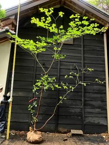 山取　コハウチワカエデ ウワミズザクラ　 混合株