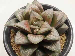 ■[W069]Rainbow Storm×Gigant Storm　実生　未繁殖【多肉植物　Haworthia　ハオルチア　ハオルシア】