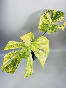 「07」Monstera Legacy Variegata モンステラ　デリシオーサ レガシー　斑入り