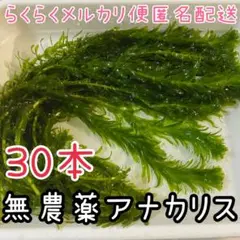 穂先付き無農薬アナカリス30本20cm位オオカナダモ 水草 メダカ金魚エビ