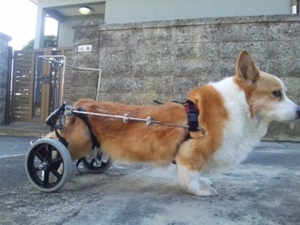 ヤマペットのコーギー他中形犬用車椅子：レンタル・車いす・車イス・リハビリ・中古車