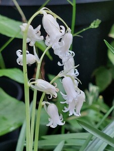 本物・イングリッシュブルーベル　白花、開花見込み1球、鉢植えのまま発送、ラスト、Hyacinthoides non-scripta、検索、水仙、彼岸花