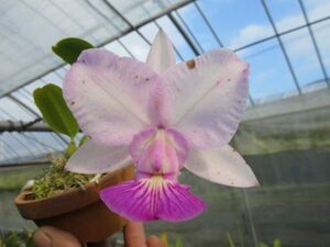 洋蘭・カトレア原種 桃花品種 C.walkeriana`404-5`X`F Smile(９)