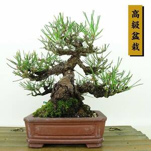 盆栽 松 黒松 樹高 約15cm くろまつ 高級盆栽 Pinus thunbergii クロマツ マツ科 常緑針葉樹 観賞用 小品 現品