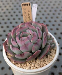 14.ラウレンシス×トリマネンシス（特選） 実生苗 エケベリア 国産 多肉 Echeveria