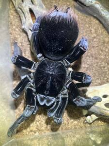 Pamphobeteus cf.antinous“Big Black”タランチュラ LS3cm程 ムカデセンチピードカマキリマンティスわらじむしあり蟻サソリクモ蜘蛛