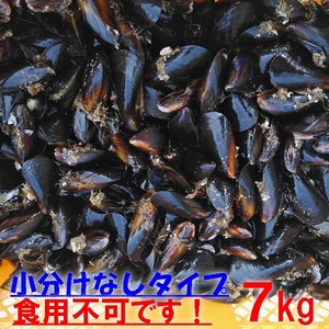 釣り餌に★ムラサキイガイ★冷凍発送７ｋｇ★イガイ カラス貝 ムール貝 釣りエサ クロダイ 黒鯛 チヌ 石鯛 コブダイ カワハギ ★