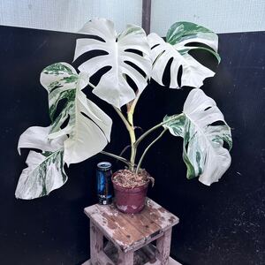 超最高級 超希少 極斑入り モンステラ ボルシギアナ ホワイト タイガー 1鉢　Varigated Monstera Borsigana ③