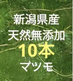 無添加　マツモ　10本