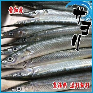 サヨリ 愛知１kg 約１０-20尾前後