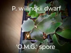 P.willinckii OMG 胞子培養苗 dwarf O.M.G ビカクシダ