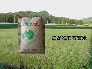 新米福島県産こがねもち玄米３０ｋｇ