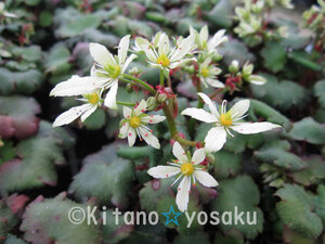 大文字草・瀬戸緑（セトミドリ）◇ユキノシタ科 　●３寸（9.0cm）ポリポット栽培　☆開花時期９月～　●現在上層部無し