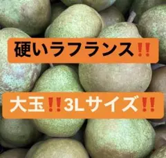 山形県産　ラフランス　硬い‼️5kg‼️