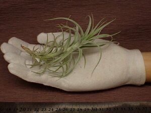 Tillandsia 