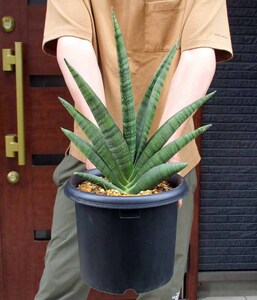 【現品】サンスベリア・インディ　Sansevieria （サンセベリア）6号　G25番