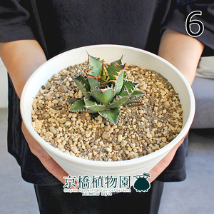 【現品】アガベ・チタノタ・レッドキャットウィーズル 7号 白セラアート鉢（6）Agave titanota "Red Catweazle"