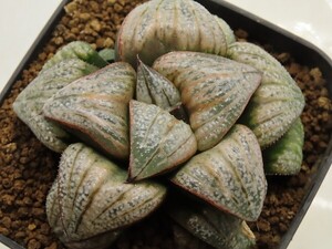 ■[Y013]実方スプレンデンス【多肉植物　Haworthia　ハオルチア　ハオルシア】