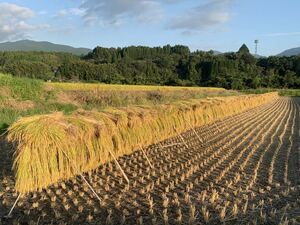 ★熊本県産掛け干し処分★令和５年産★ひのひかり　＃ヒノヒカリ２4ｋｇ★玄米・白米可能★産地直送　限定品