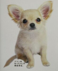 チワワ犬「かっちゃん」の成長日記。/山崎寛