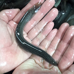 活どじょう大1kg(約16cm・平均40匹)食用◎・活き餌・釣り餌・生餌・熱帯魚・古代魚のエサにドジョウ☆えさ アロワナ ポリプ エンドリ