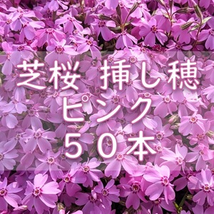 芝桜 挿し穂用カット苗 50本 6～8cm ピンク◆シバザクラ 耐寒性◎ 多年草宿根草 常緑 グランドカバー 園芸 ガーデニング 挿し木