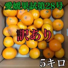 愛媛果試第28号(紅まどんなと同品種) 訳あり5キロ