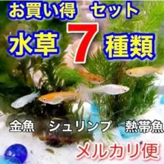 天然水草セット　7種類　アナカリス　　アマゾンフロッグピット　エビメダカ　浮草