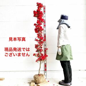 久留米ツツジ　筑紫紅　約:170cm【立ち/庭木/植木/花木/単木/チクシベニ/苗木/クルメツツジ】999