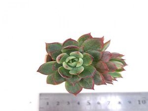 【129】多肉植物根付き苗 200品目出品！100円スタート！【エリックエリス】（エケベリア）