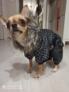 1円 犬用洋服 ジャケット ペット洋服 小型犬 ドット柄 水玉 フード付きジャンパー いぬ ドッグ 猫 ねこ お出かけ散歩 赤 黒