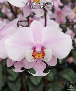 (^。 ^)(423) Phal. schilleriana ‘MSH’