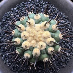 753E コピアポア シネレア コルムナアルバ 孤竜丸 copiapoa cinerea